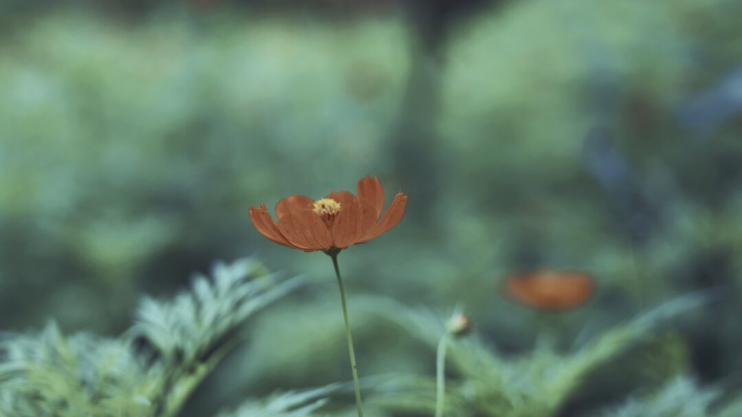 Mga Tinig at Huni ng Masungi